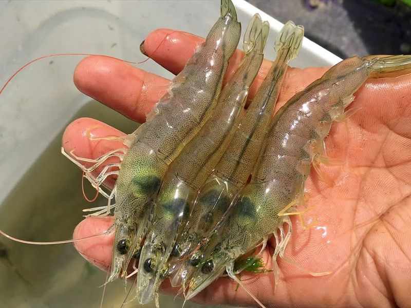 Camarón fresco - Cosecha octubre