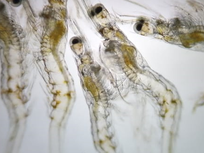 Premium Larvas Listing