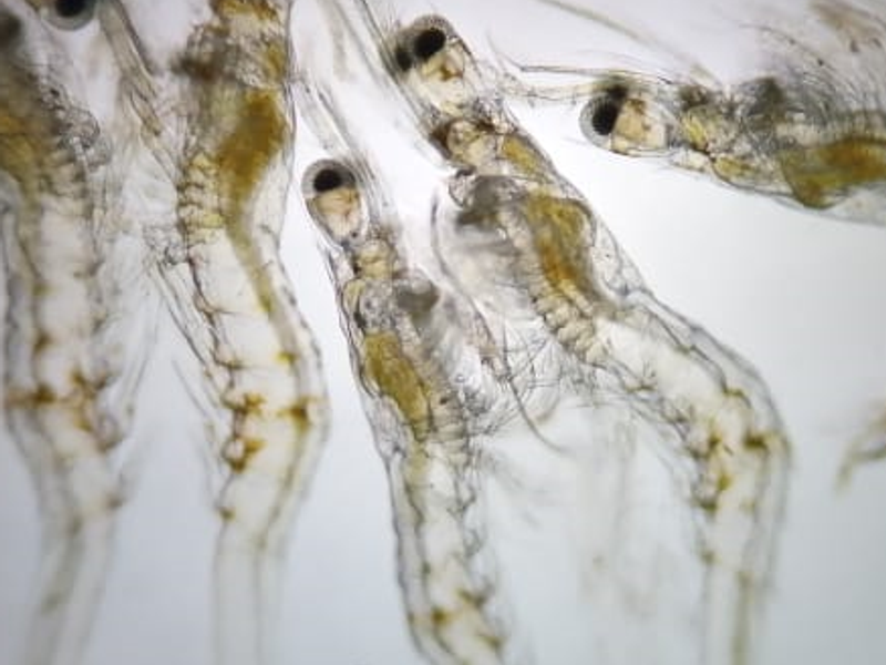 Premium Larvas Listing