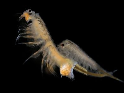 Nauplios de alta calidad - Lote septiembre