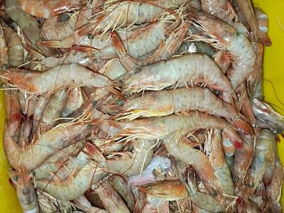 Camarón Blanco Fresco - Talla 16/20